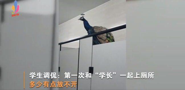 云南大学生校内上厕所偶遇孔雀：第一次和“学长”一起上厕所