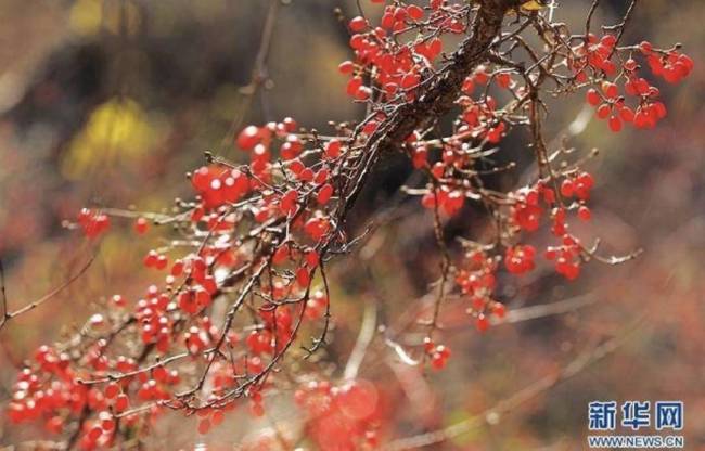 佩茱萸、饮菊酒……重阳节大家都在做什么？