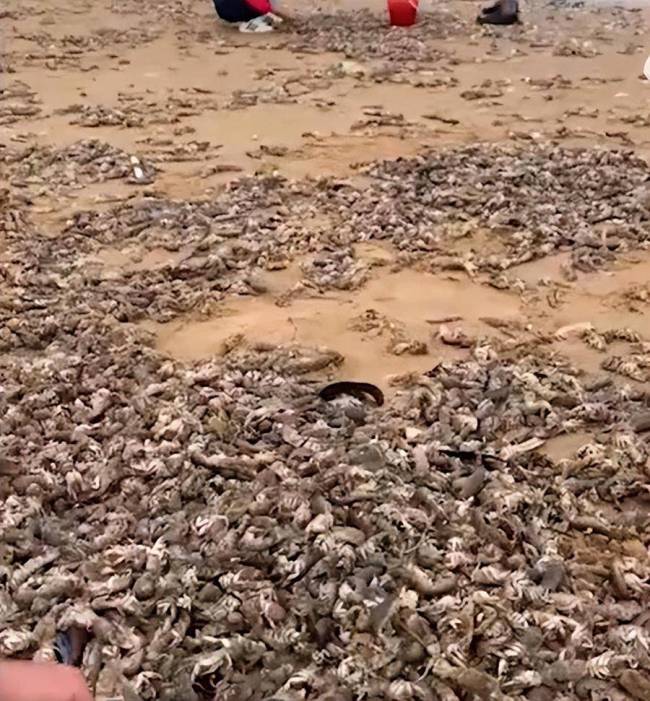 烟台赶海人一晚捞千余斤海肠 官方回应大量海肠来源