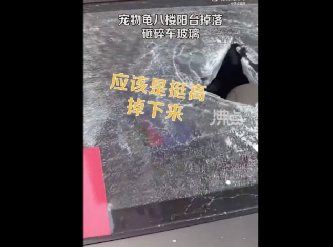 宠物龟从8楼掉落砸碎车玻璃,路人:心有余悸