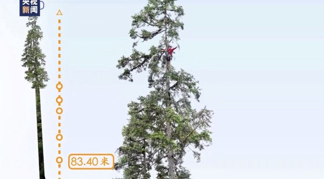 中国最高树上发现50余种高等植物!中国第一高树83.4米