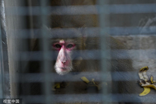 浙江温州景区伤人野猴被“收编” 经判断为猕猴