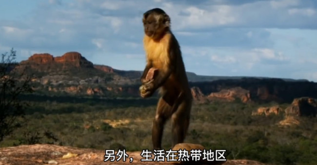研究表明猴子或将很快到地面生活 网友：会抢我工作吗