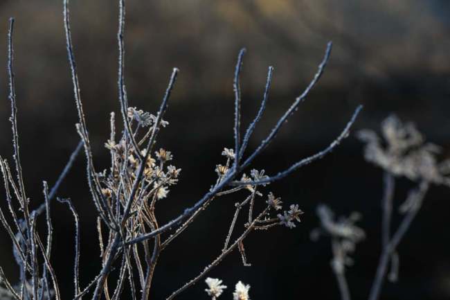晚秋时节 内蒙古大兴安岭“开”冰花