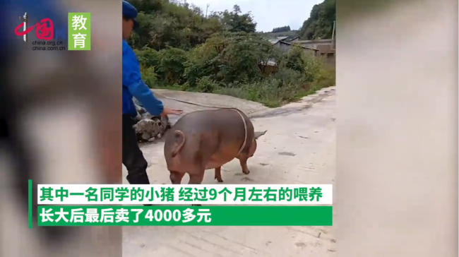 支教老师奖励优秀生的小猪养9月后卖4000元