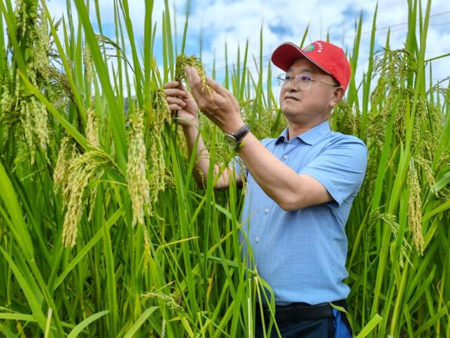 云南产出黑稻、多年生稻、巨型稻等多种水稻