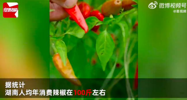 中国哪个省最能吃辣？湖南一年吃掉330万吨辣椒江西呢？