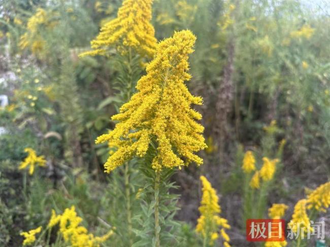 武汉现上千亩加拿大一枝黄花 外来入侵植物臭名昭著