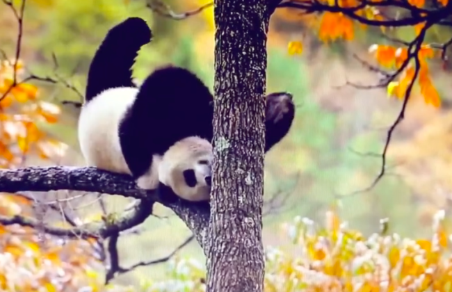 大熊猫在秦岭秋天的树上又掉凳了 这孩子核心挺强的