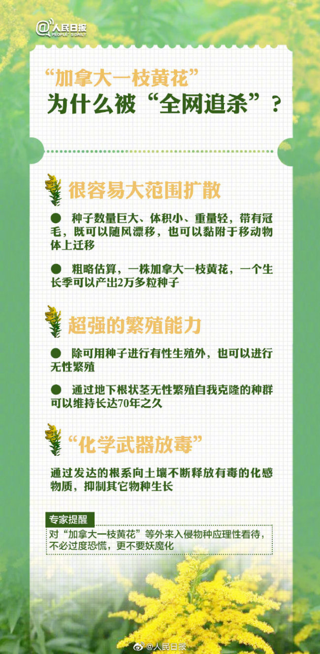成都疑现加拿大一枝黄花 专家：如何鉴别怎样上报
