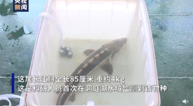 国家一级保护动物长江鲟现身洞庭湖
