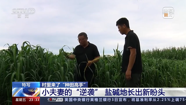 村里来了“种田高手”：“黄金搭档”让盐碱地长出新盼头