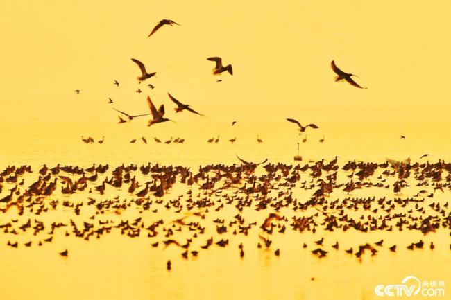 青岛：立冬傍晚夕阳缱绻 越冬候鸟云集滨海湿地