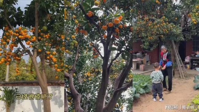 不可思议！女子发现邻居家一棵树结十几种水果