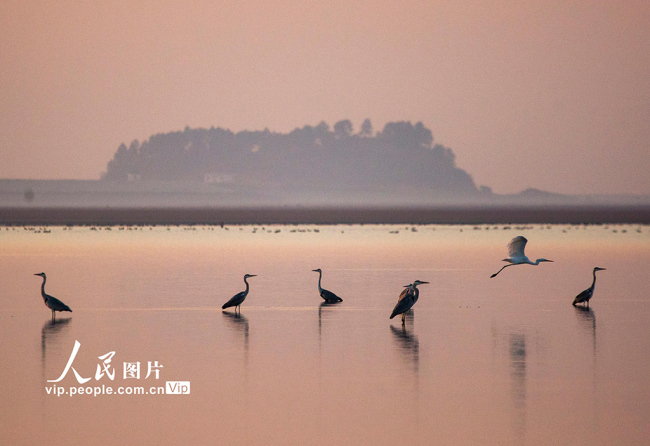 江西九江：鄱阳湖迎来越冬候鸟迁徙高峰