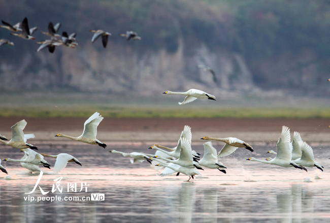 江西九江：鄱阳湖迎来越冬候鸟迁徙高峰【9】