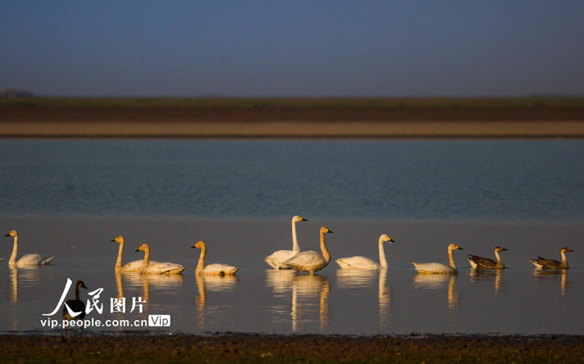 江西九江：鄱阳湖迎来越冬候鸟迁徙高峰【2】