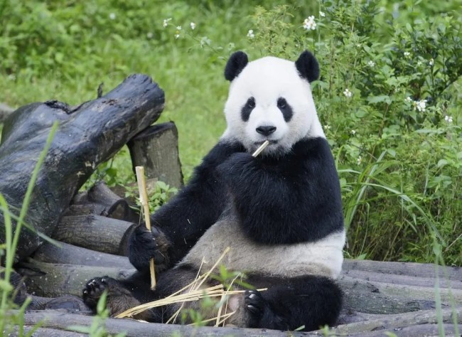 大熊猫“团团”