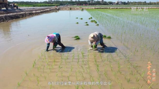 二十大代表在基层｜杨新泉：在南繁沃土上追光逐梦