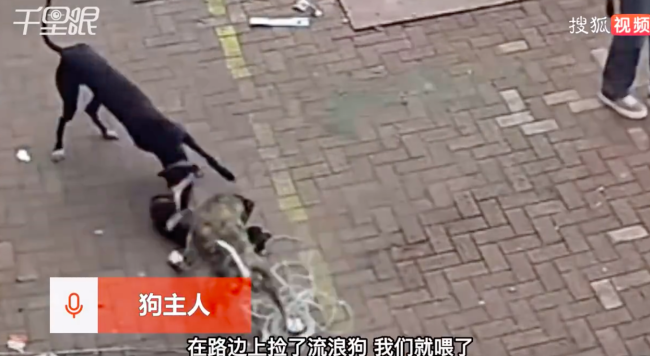 小狗门口玩耍被人放2猎犬咬死