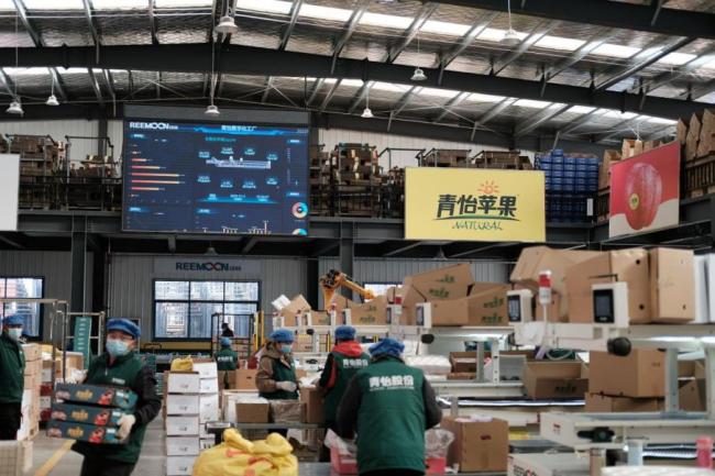 习近平牵挂的“小苹果” 挑起农业现代化“金扁担”