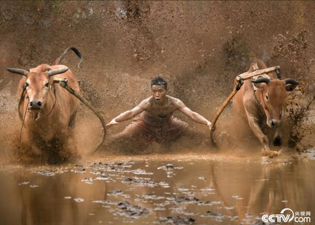 印尼举办传统奔牛比赛 骑手泥地中驰骋