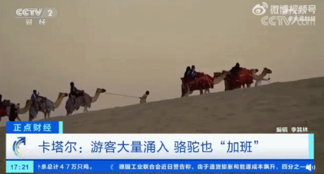 卡塔尔游客多到骆驼加班，工作量暴涨50倍
