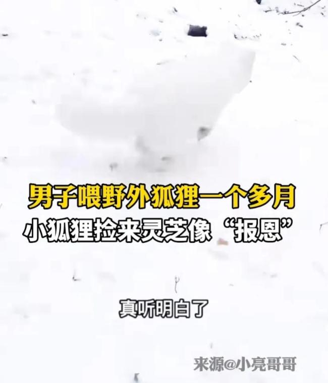 男子喂野外狐狸一个多月被送灵芝 网友：来报恩的