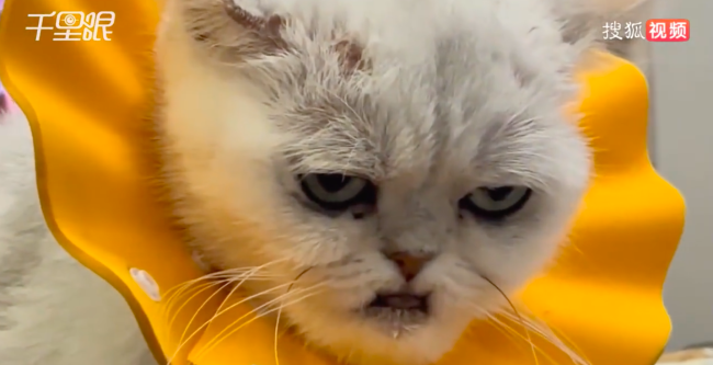 地包天小猫被网友吐槽长相如丧尸	 小猫咪没有容貌焦虑哦