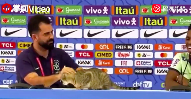 小猫乱入巴西队世界杯记者会 巴西官员做法引发众怒