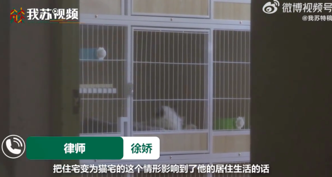 女子家中养10多只猫臭到邻居不敢开窗