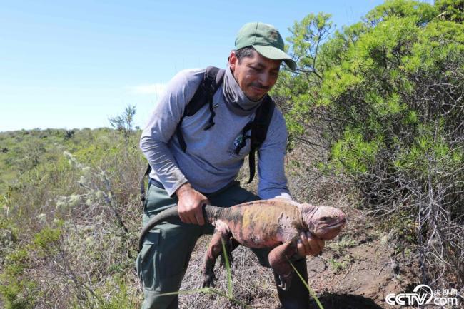 厄瓜多尔探险队首次发现粉红鬣蜥宝宝