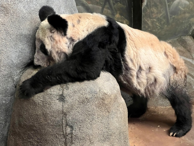 美國孟菲斯動物園宣布歸還大熊貓丫丫和樂樂
