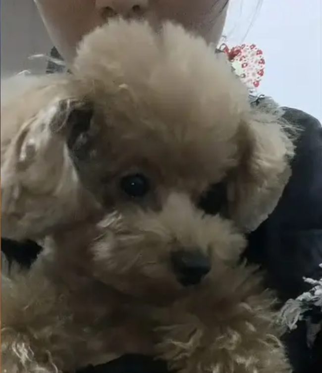 女子分手没争到抚养权凌晨偷狗，感情可以输，狗必须是我的