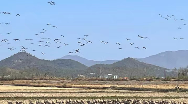 韩媒报道“朝无人机航迹”惊动韩军一事时在文中配的鸟群。资料图