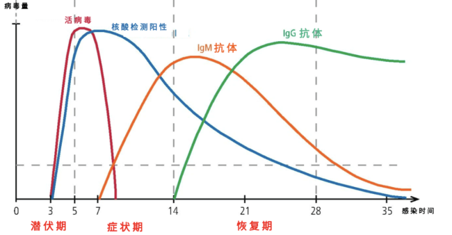 感染新冠后多久会产生抗体？医学科普