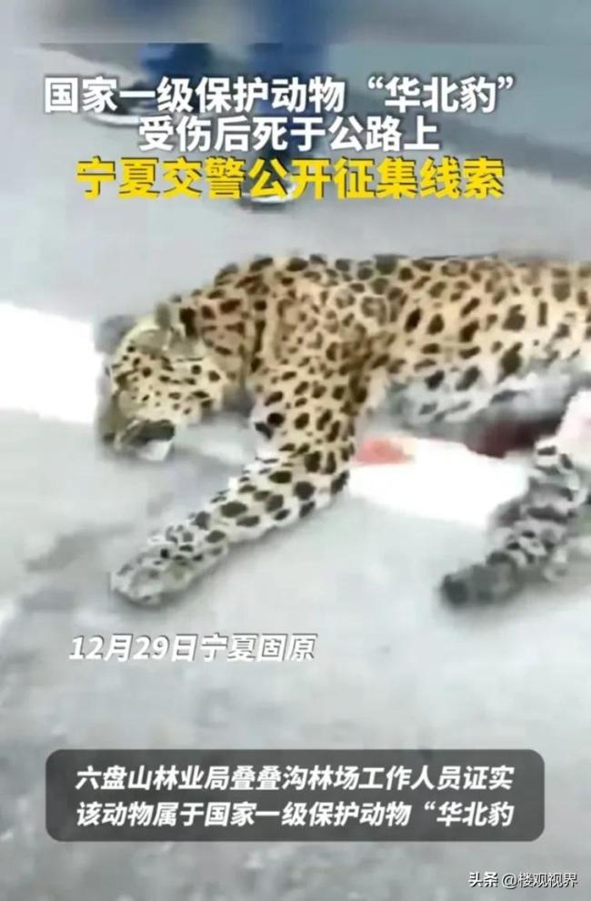 宁夏一公路旁发现野生华北豹尸体 不报警跑掉涉嫌肇事逃逸