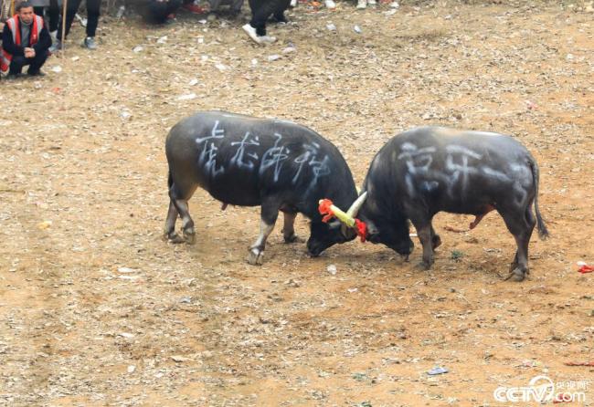 贵州从江举行民俗斗牛活动 场面热闹非凡