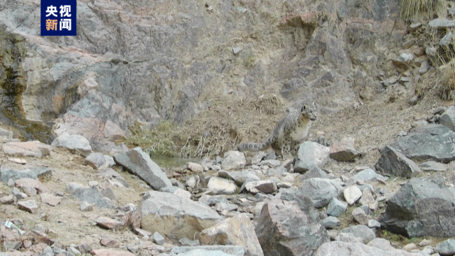 青海乌兰红外相机捕捉到雪豹栖息画面
