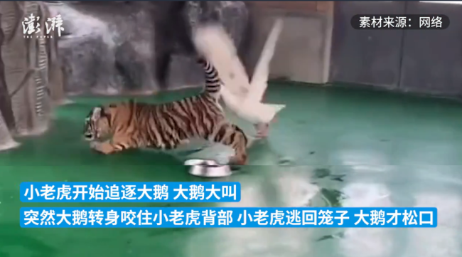 老虎幼崽追大鹅被反杀躲进笼子