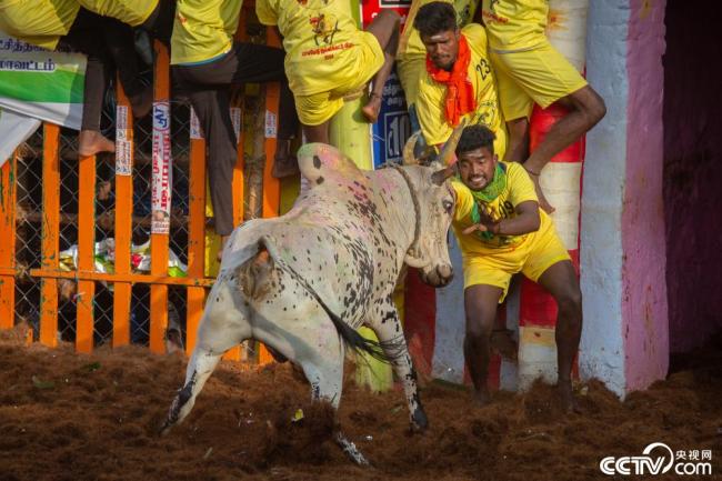 印度民众参加驯牛活动庆祝丰收节