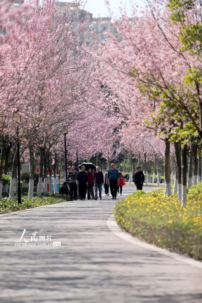 2023年1月23日，云南省红河哈尼族彝族自治州蒙自市文澜公园内樱花盛开，游人如织。