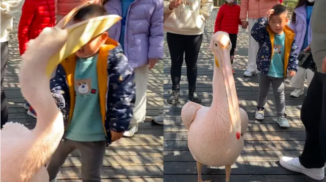 男孩逛景区遇现实版“鹈鹕灌顶” 有点懵但没哭