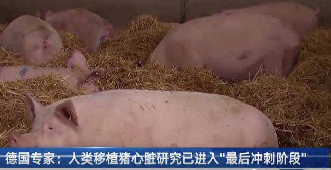 重磅！新西兰的猪被选中！“人类移植猪心脏”预计两年可投入应用…