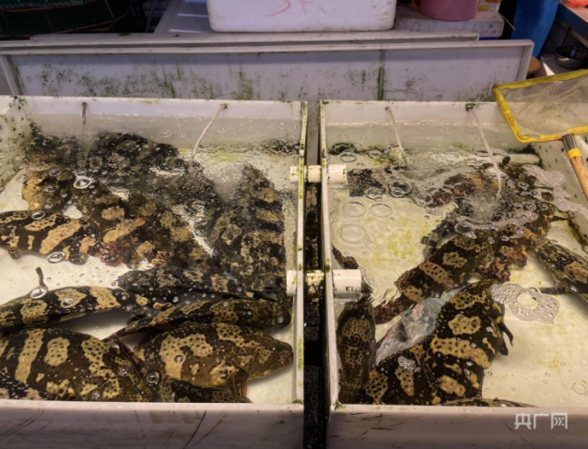 “4个菜1500块”是明码标价还是漫天要价？北海整体名声弄坏了