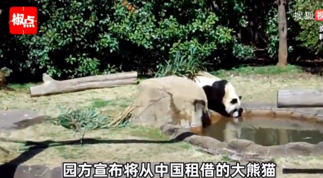 旅美大熊猫去世 中美将联合调查死因