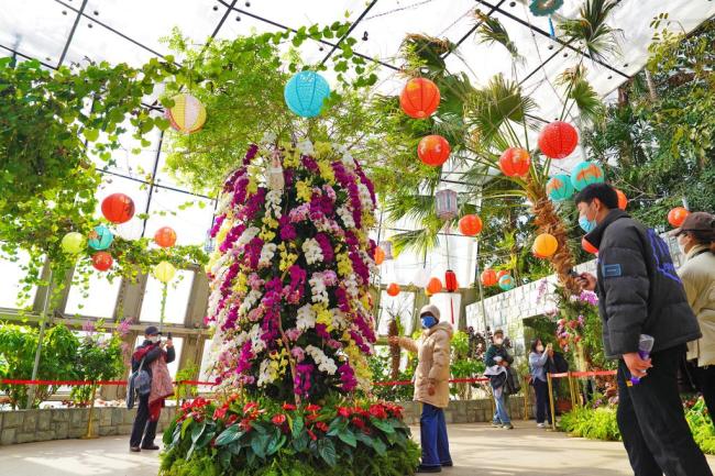 万株兰花庆佳节！国家植物园“元宵兰花展”亮相