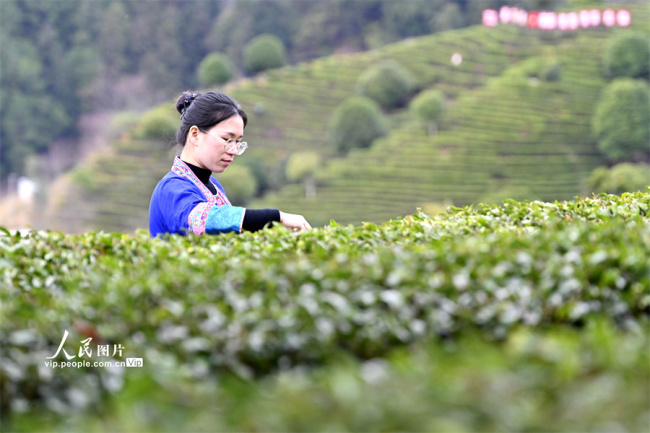广西三江：早春茶开采