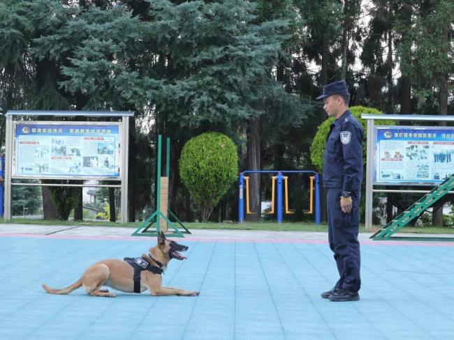 15只警犬被评国家首批功勋犬 汪汪队又立大功！