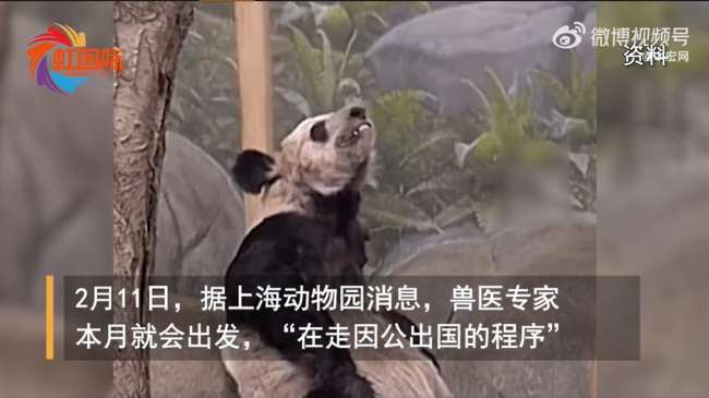 北京动物园称正办理大熊猫丫丫回国手续